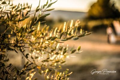 Georges Panossian photographe de mariage